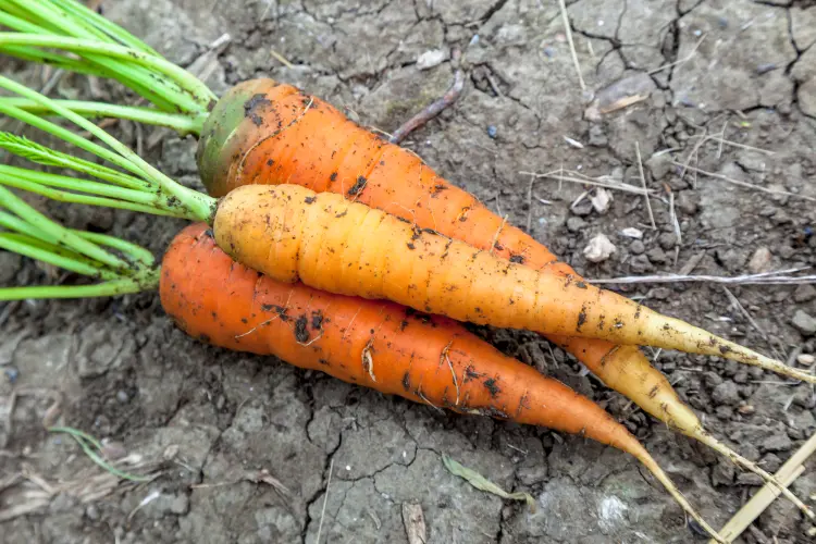 planting carrots in november garden