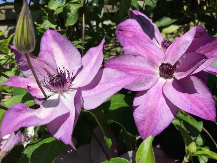 plants not to prune in winter shrubs flowers trees clematis