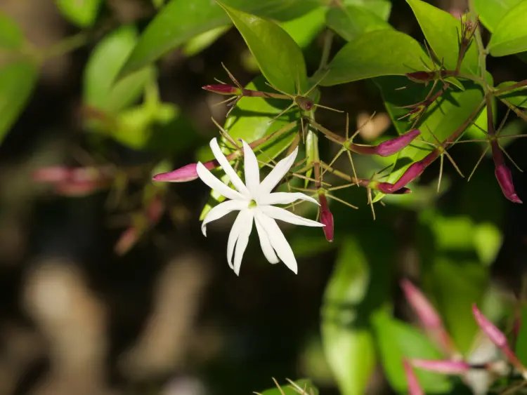 plants not to prune in winter shrubs flowers trees jasmine