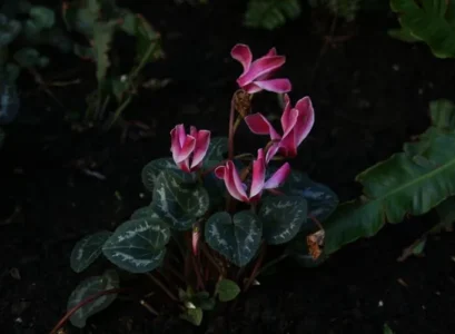 plants that bloom in winter cyclamen