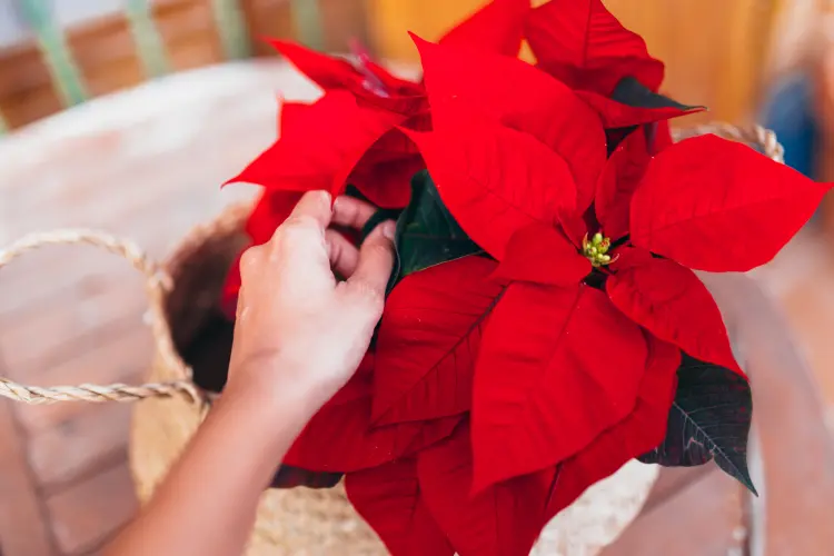 poinsettia soft leaves what to do to save