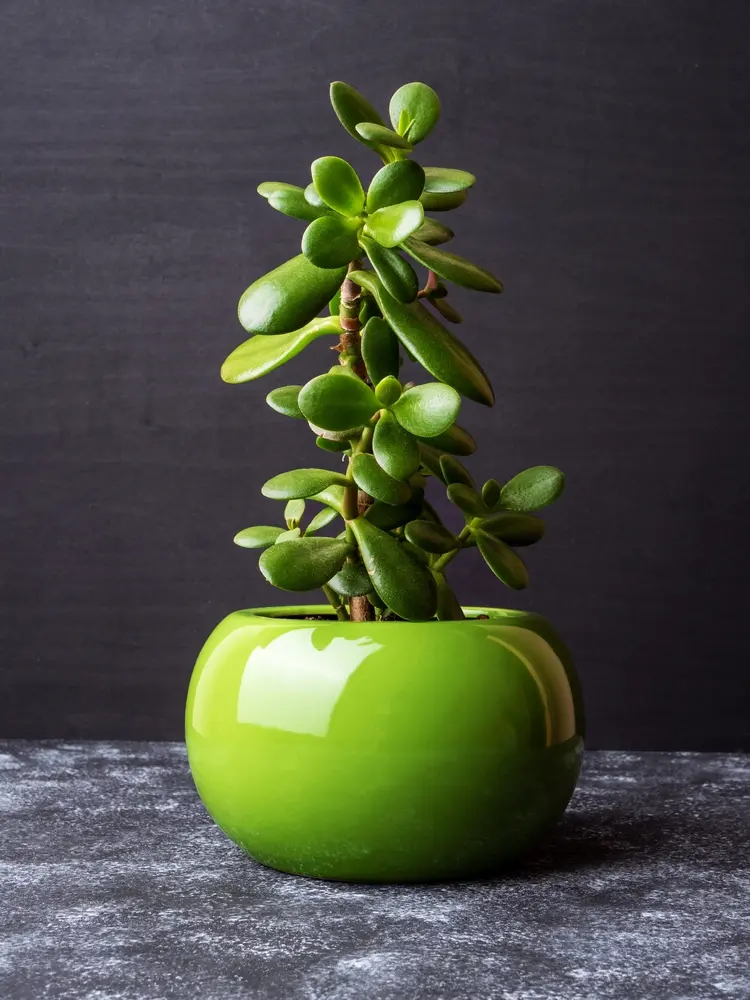 propagate money tree and use it as a gift in a beautiful pot