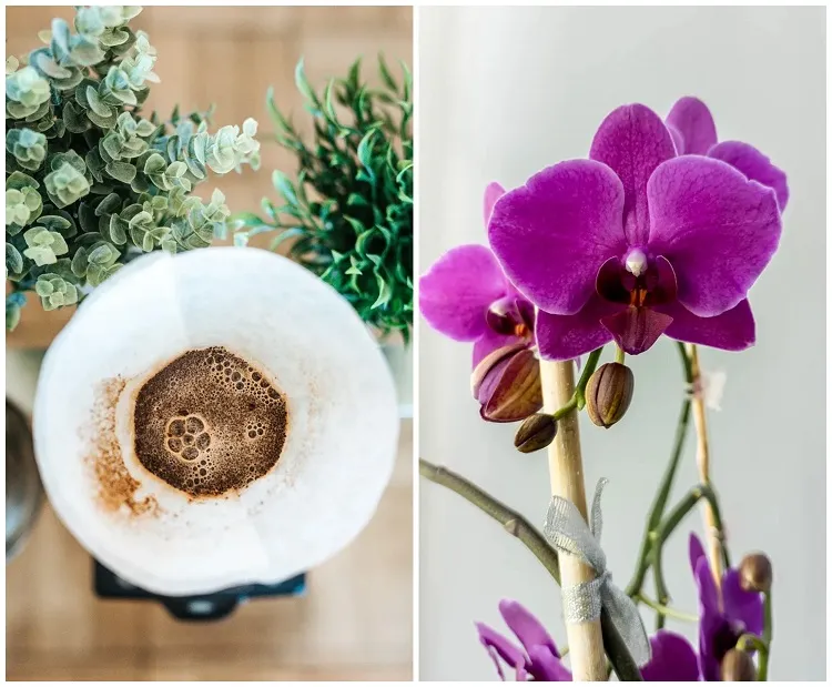 reuse coffee grounds stimulate orchids growth