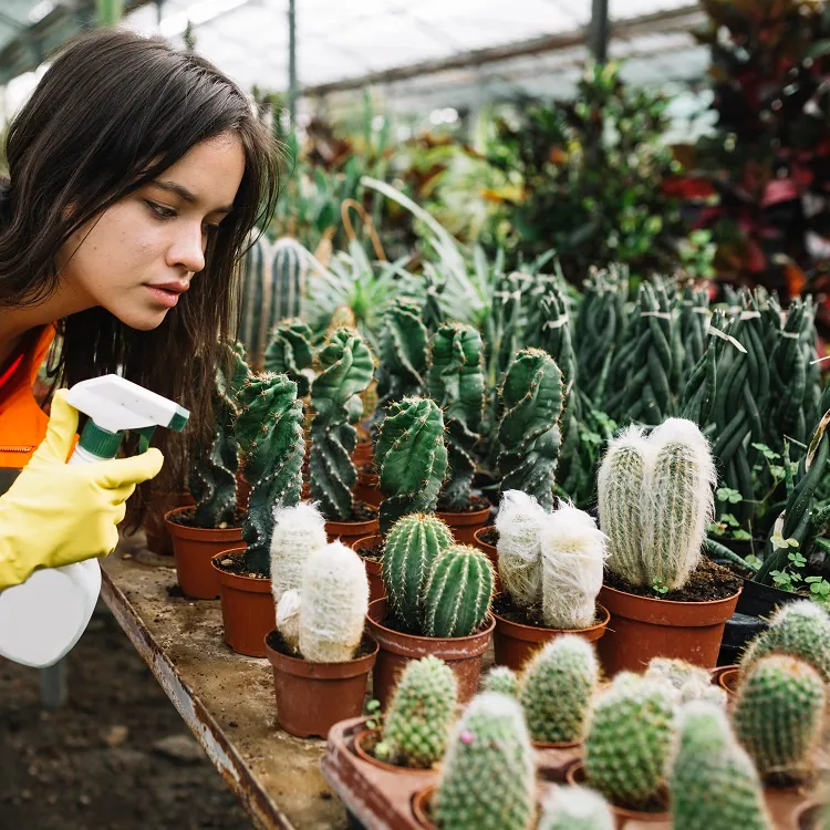 should you spray a cactus plant
