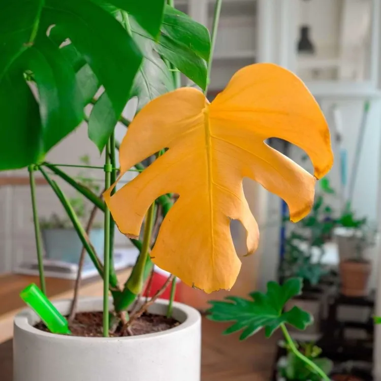 soft and yellow monstera leaves what to do to fix it