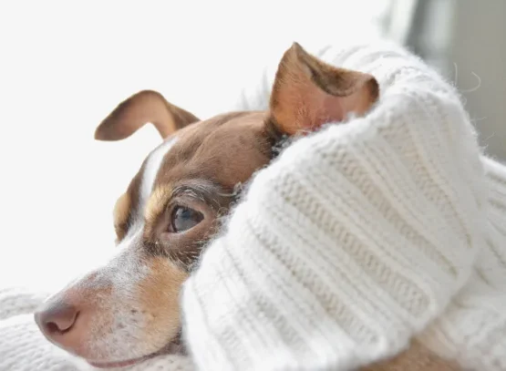 tips how to shrink a cotton sweater