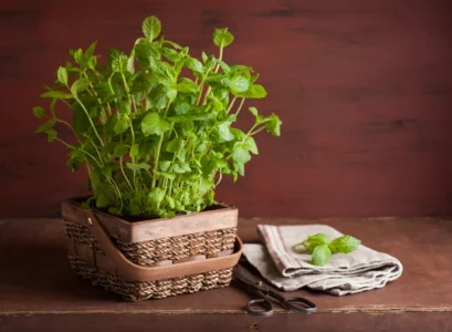 top plants that repel spiders