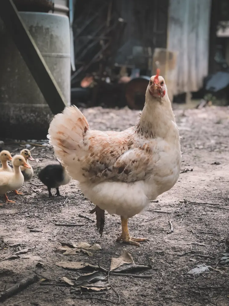 use chicken waste as garden plants fertilizer