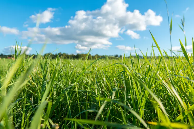 use grass clippings as natural fertilizer nitrogen potassium phosphorus