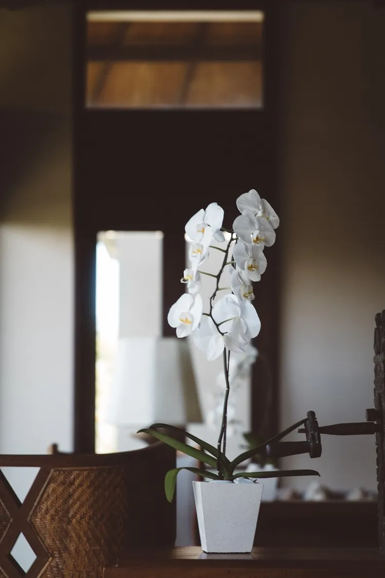 using coffee grounds as orchid fertilizer mistakes to avoid