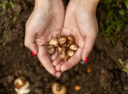 what flower bulbs to plant in spring tips for beginners
