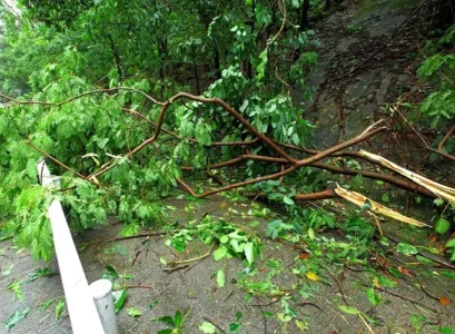 what to do in the garden after storm ciaran top tips for repairing damage