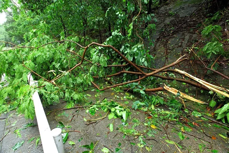 what to do in the garden after storm ciaran top tips for repairing damage