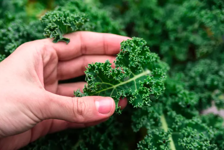 what veg to plant in your garden in november kale