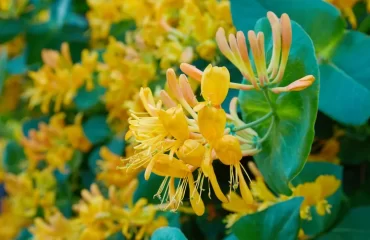 when and how to take honeysuckle cuttings