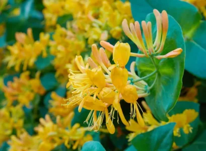 when and how to take honeysuckle cuttings