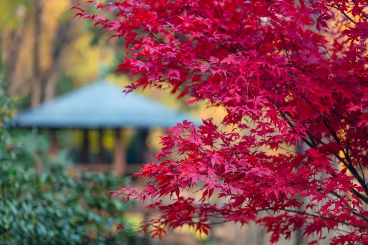 when to prune japanese maple fall winter