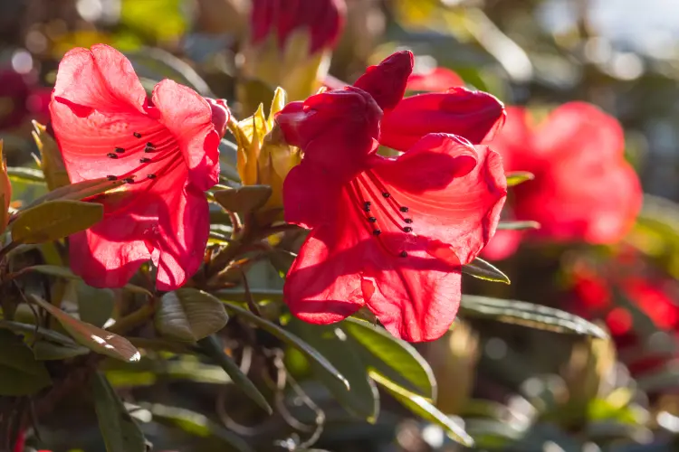 when to prune rhododendron