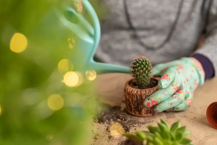 when to water a cactus in a pot