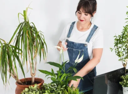 which are the plants that absorb the most co2 depollute purify climate effect