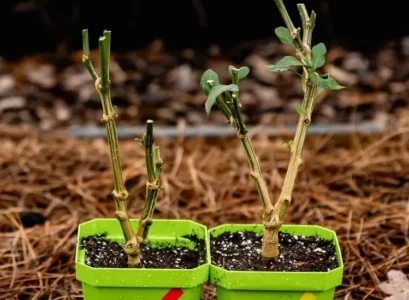 which cuttings to take in november flowers trees shrubs cuttings winter