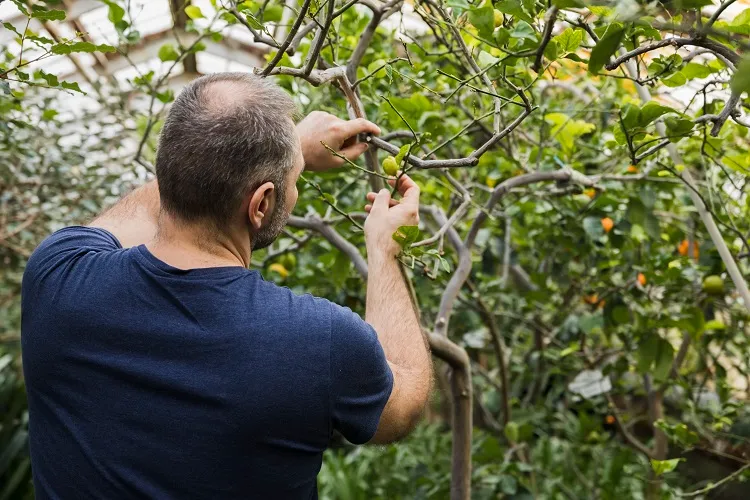 which fruit trees to cut in november how to take cuttings in winter