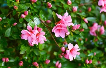 which shrubs do not fear frost japanese azalea evergreen plant