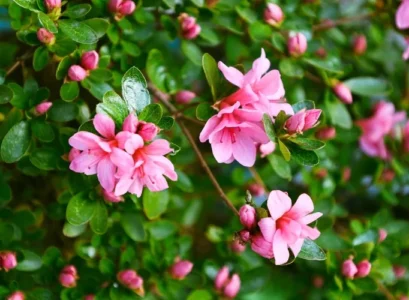 which shrubs do not fear frost japanese azalea evergreen plant