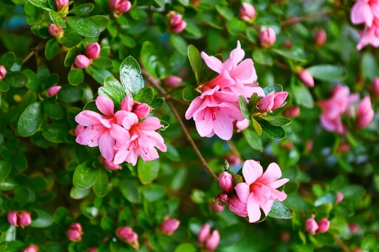 which shrubs do not fear frost ،anese azalea evergreen plant