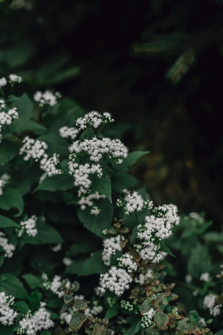 white flower cold hardy winter viburnum