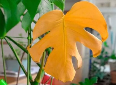 why are my monstera leaves turning yellow reasons remedies