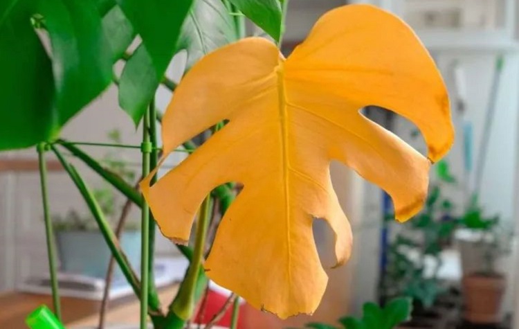 why are my monstera leaves turning yellow reasons remedies