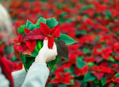 why poinsettia leaves fall how to save it