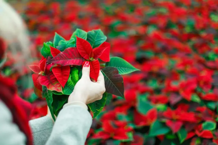 why poinsettia leaves fall how to save it