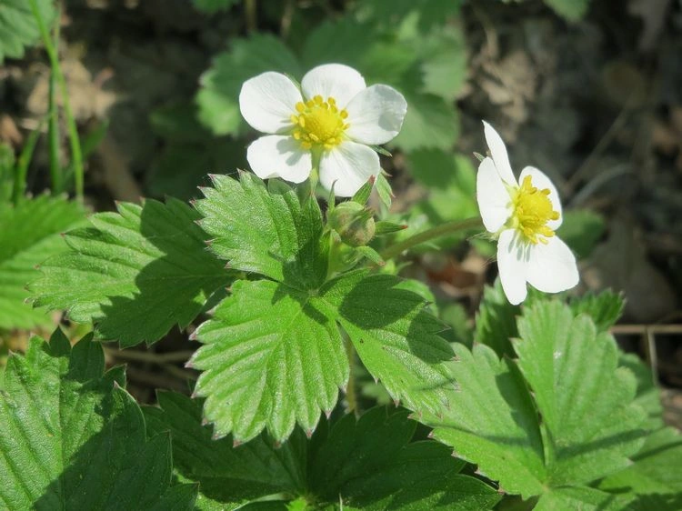 wild strawberries as ground cover for your garden