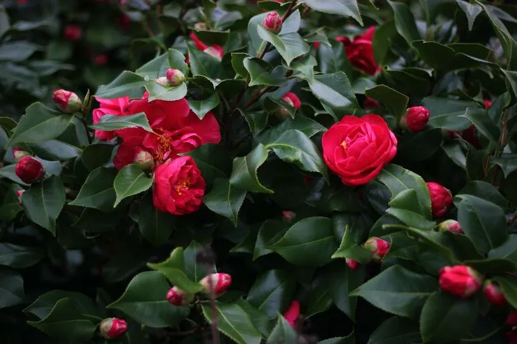winter blooming perennils cold haady camellia