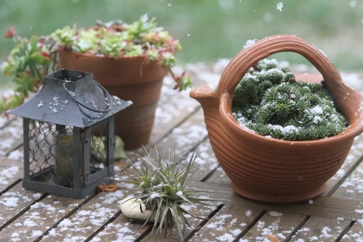 move potted plants to a sheltered place in winter
