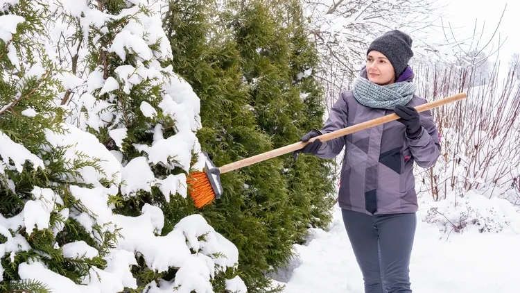 remove snow from trees and shrubs