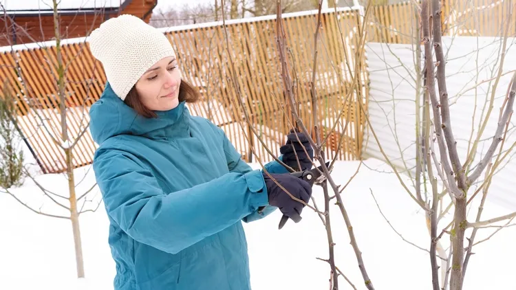 what to prune in december