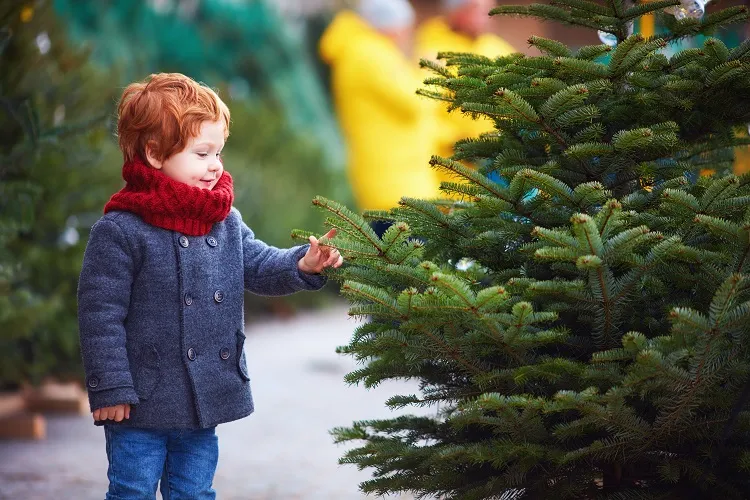 choosing the perfect real christmas tree for you