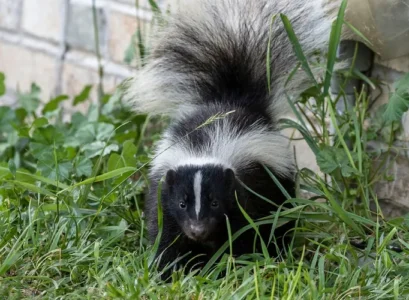 how to get rid of skunks in the yard tips tricks