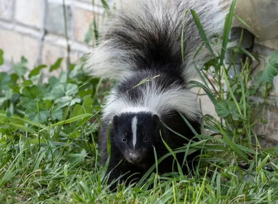 how to get rid of skunks in the yard tips tricks