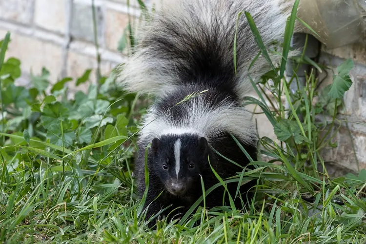 how to get rid of skunks in the yard tips tricks