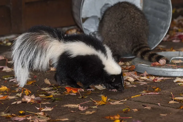 skunks eating food leftovers from the garbage bin