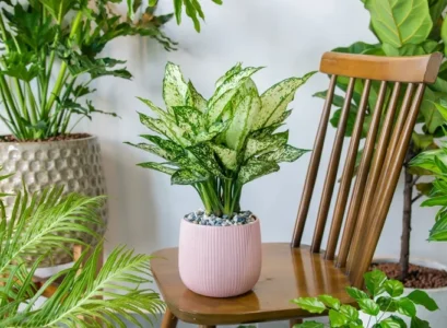 aglaonema care indoors useful tips and guide for beginners