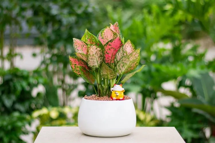 aglaonema care indoors general guidelines for beginners