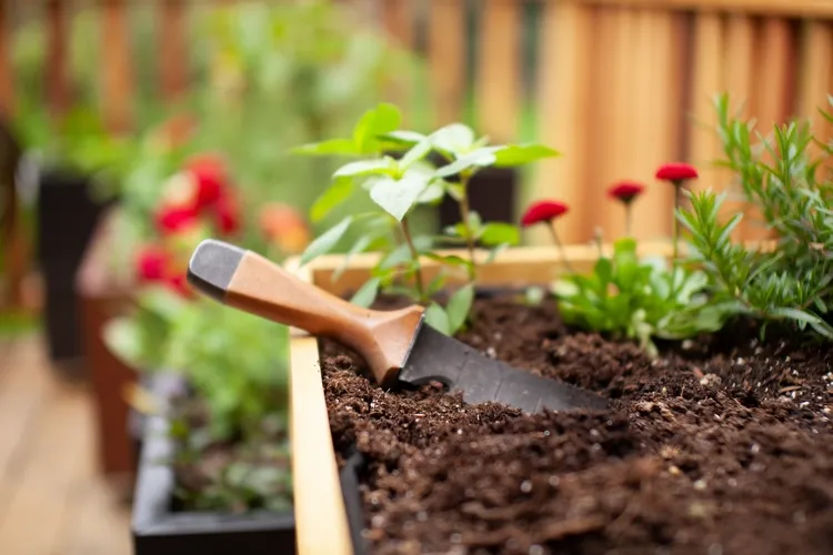 choose the right spot for your outdoor vegetable garden