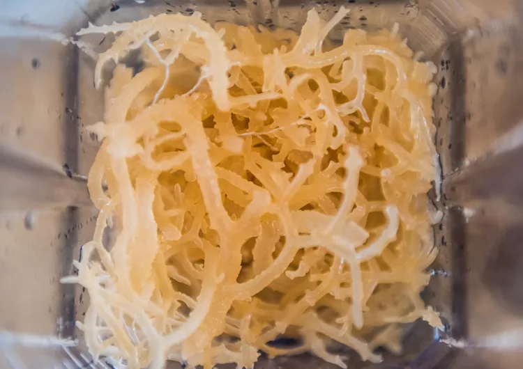 diy sea moss gel at home with blender