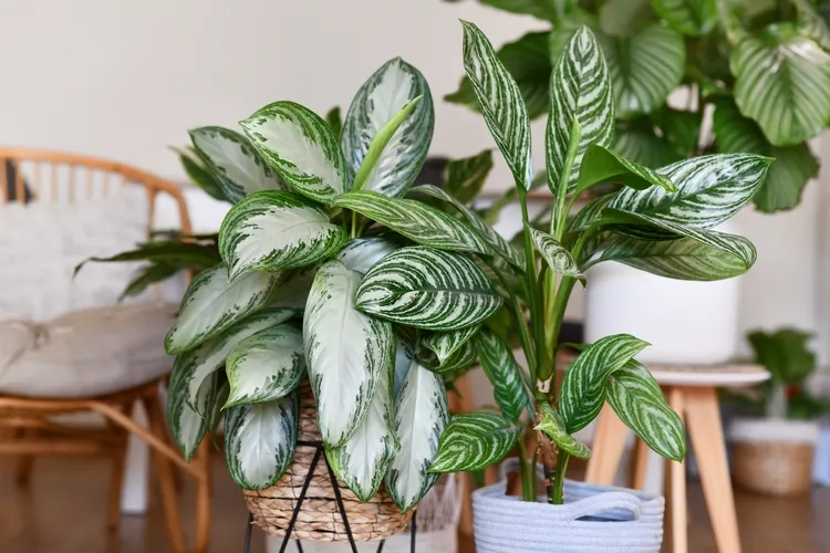 how to care for aglaonema indoors
