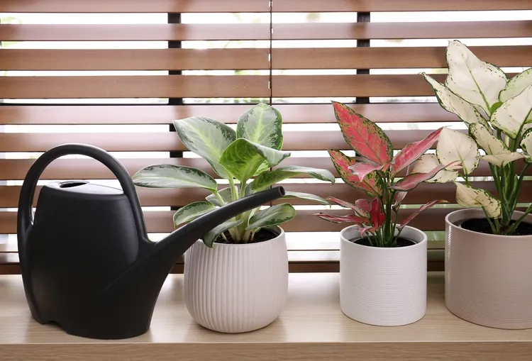 how to water aglaonema properly